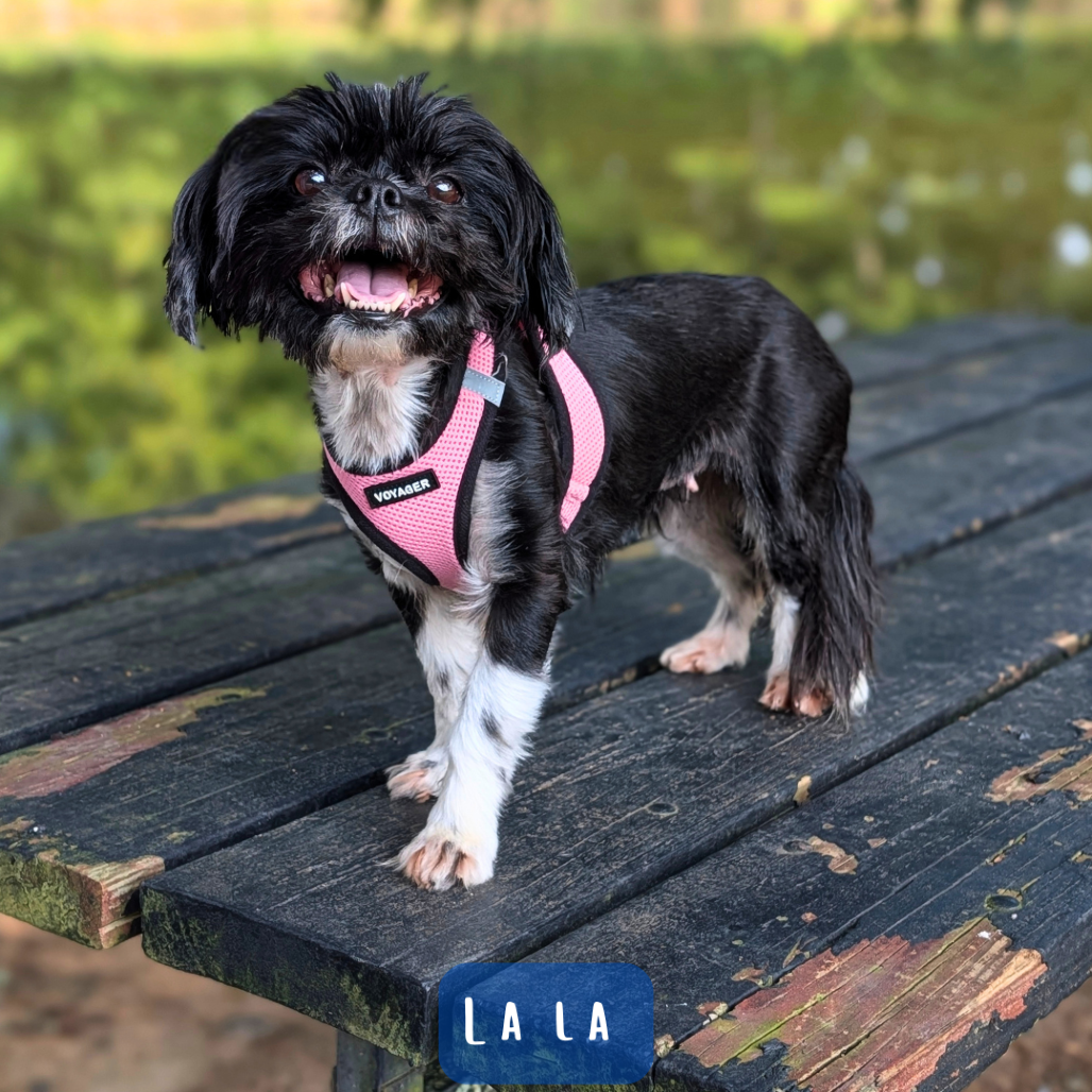LaLa 08-2721, photo 6