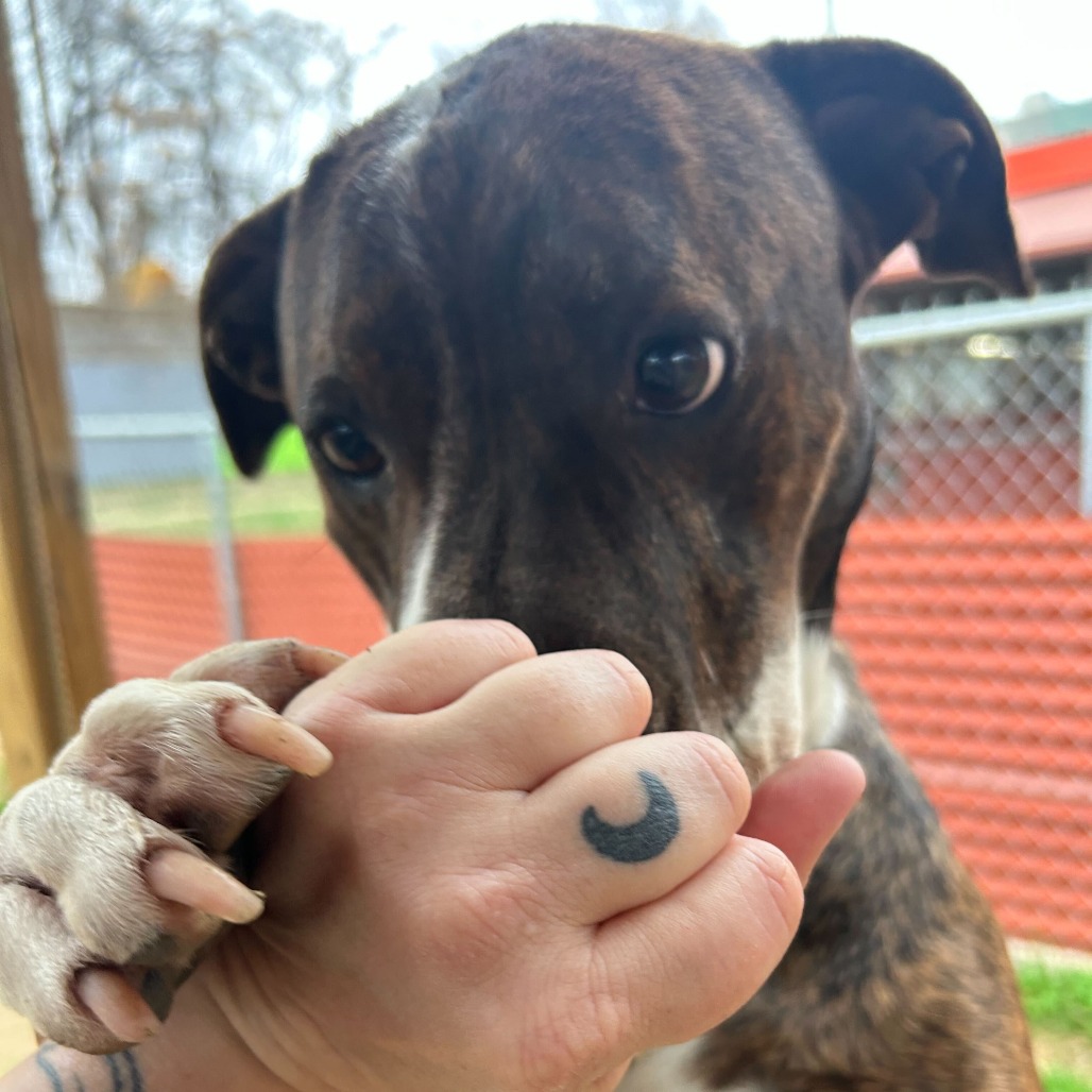 Pillow — thumbnail 11