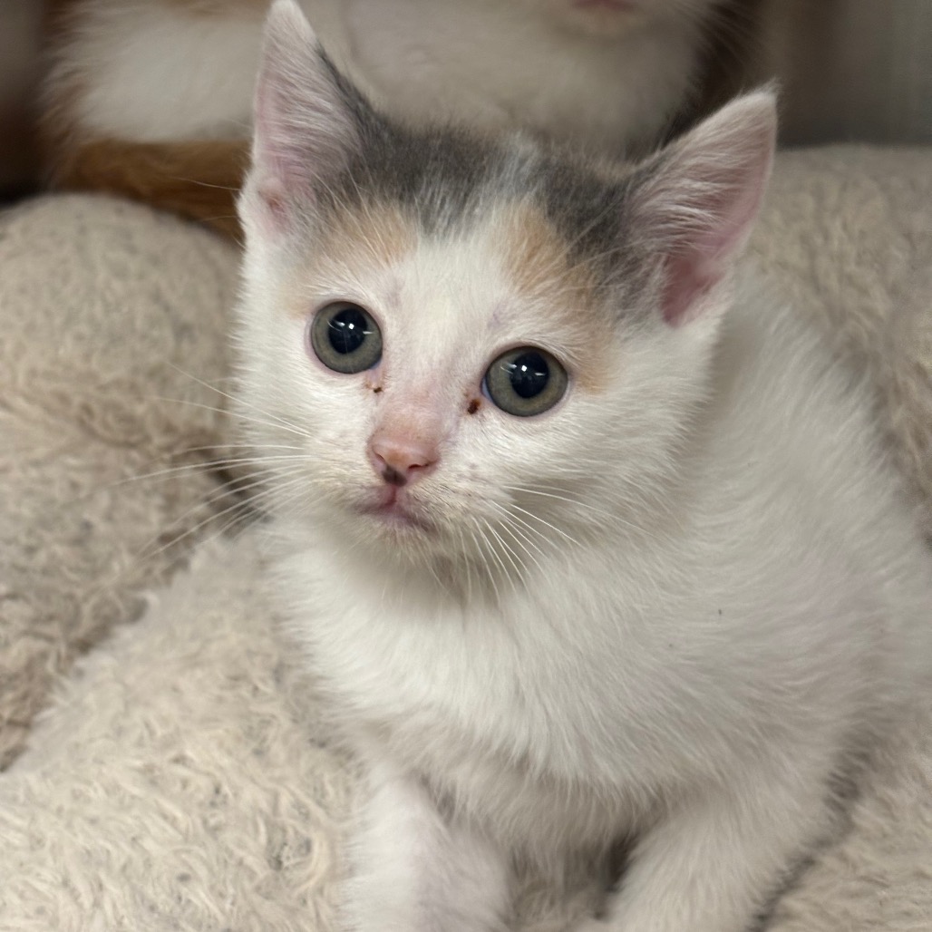 EMBER - Domestic Medium Hair / Domestic Shorthair available for adoption