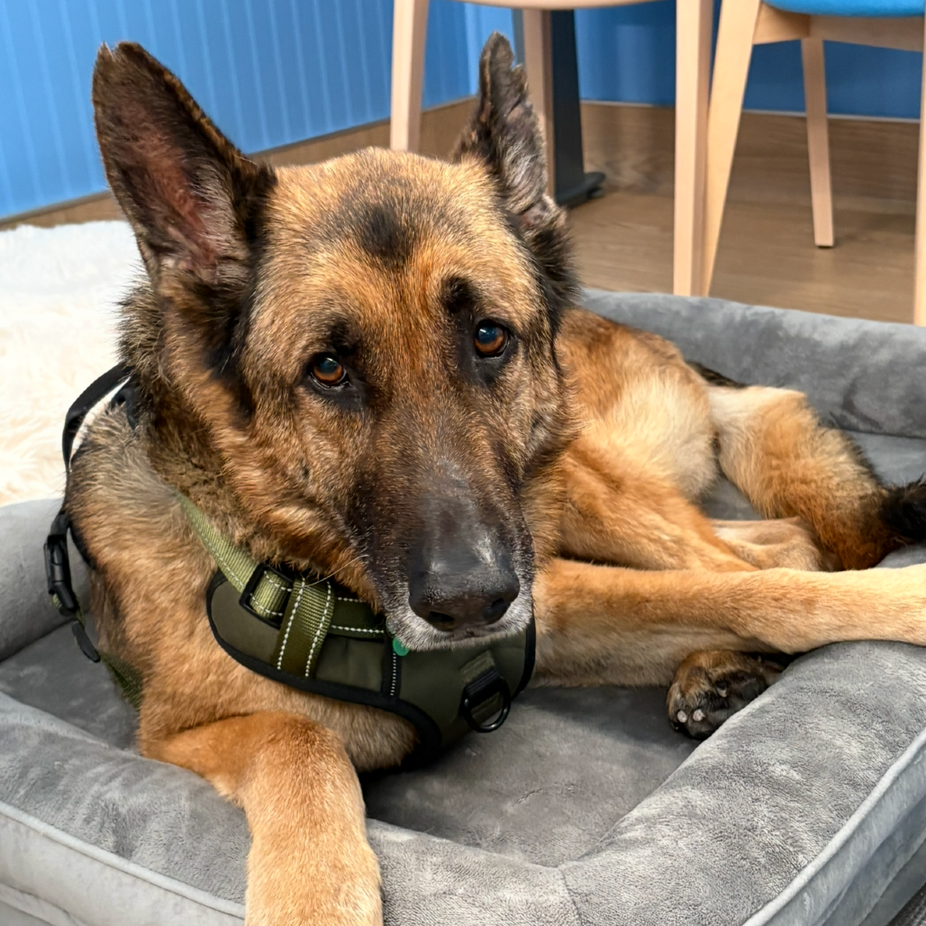 Mario 13839 — thumbnail 4