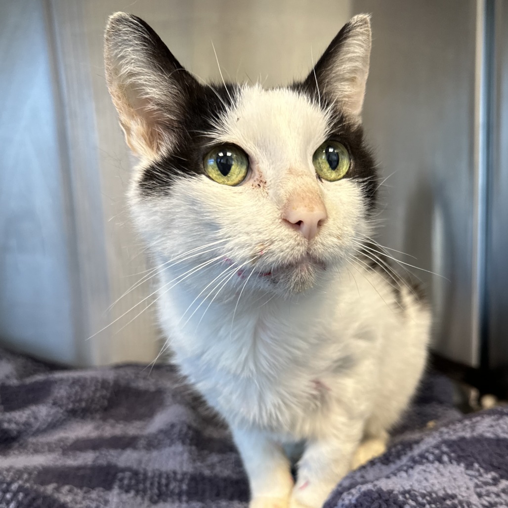 PAINTBRUSH - Domestic Shorthair available for adoption