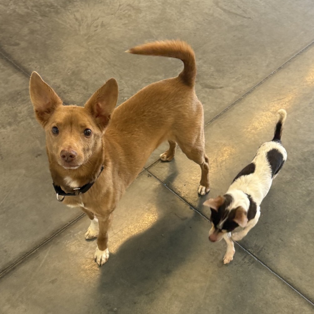 Photo of Zeplin and Aussie 6