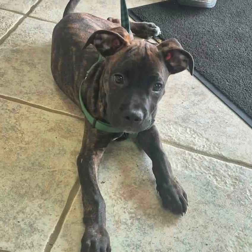 ROLO - Mixed Breed (Medium) for adoption in Madison