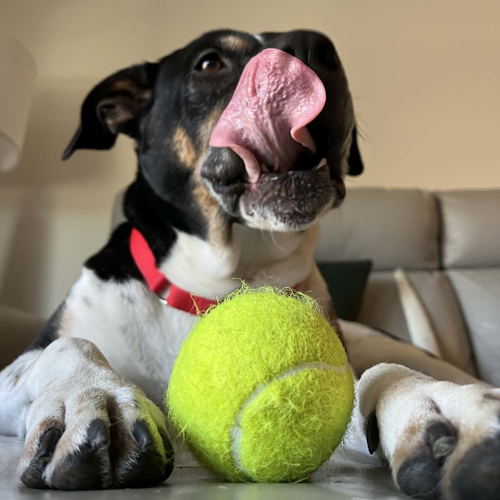 Han Solo — thumbnail 11