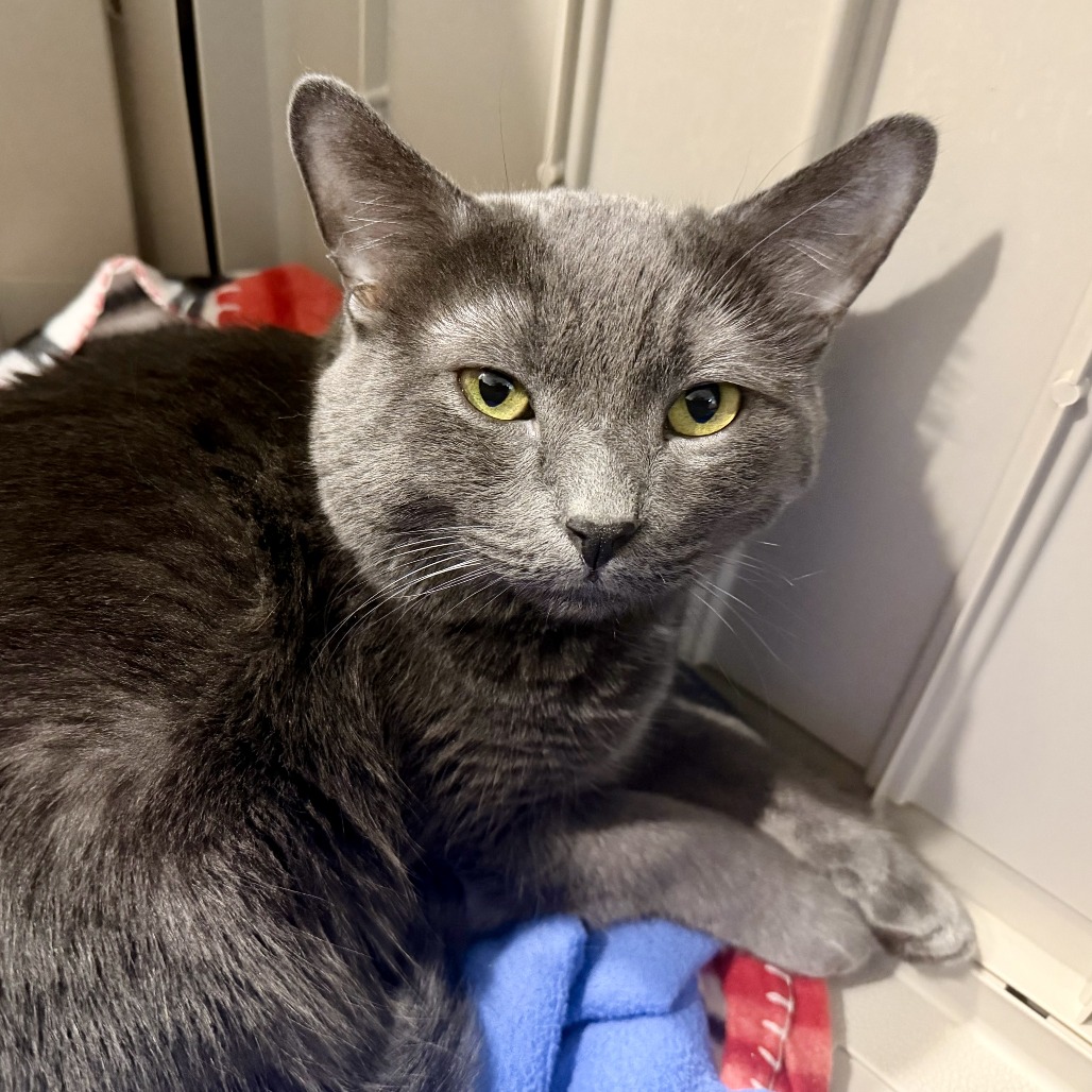 EEYORE - Domestic Shorthair available for adoption