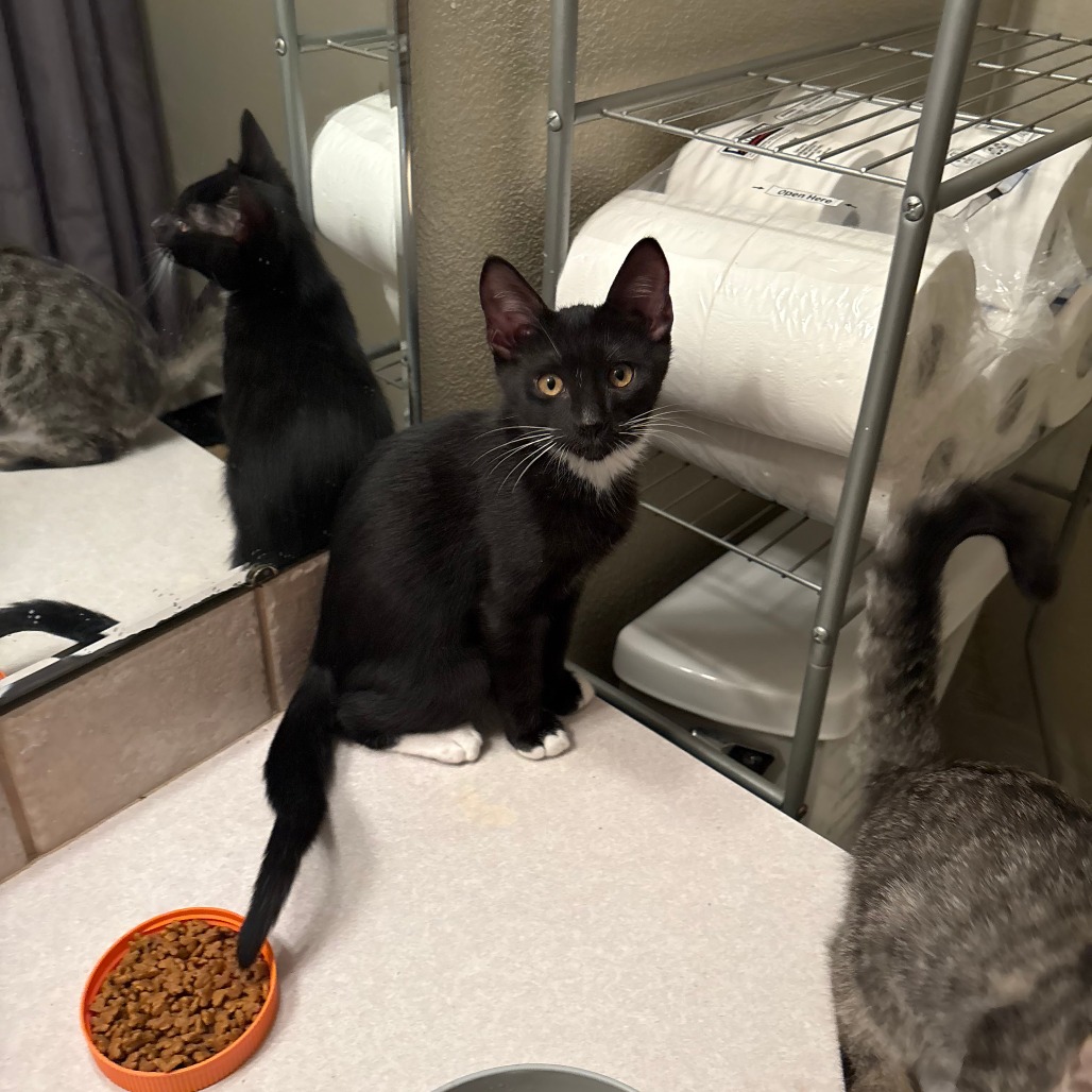 JOHNIE - Domestic Shorthair for adoption in Gresham