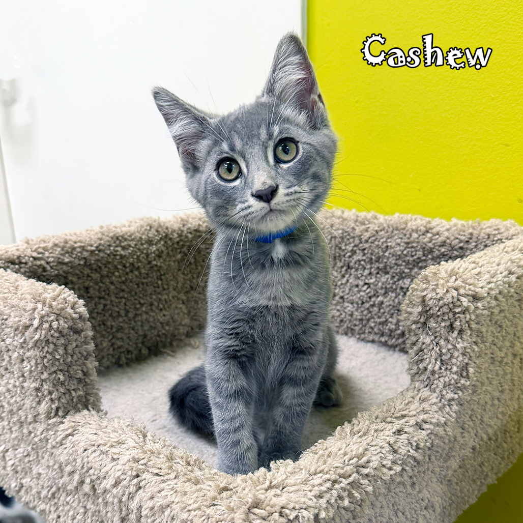 Cashew, an adoptable cat