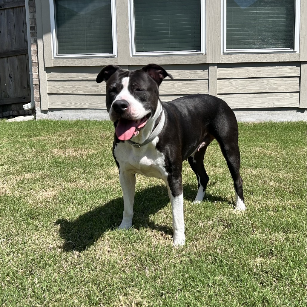 Stella, adoptable senior dog