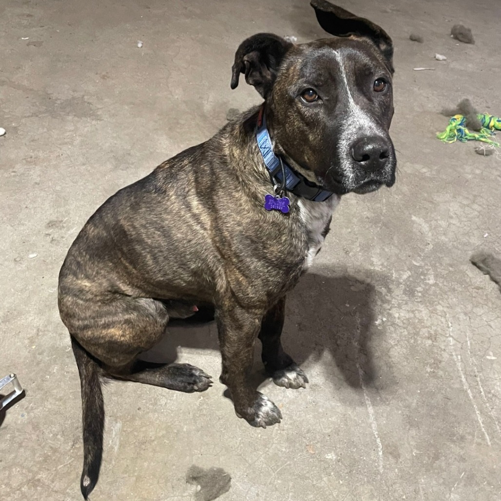 Bodhi — thumbnail 8