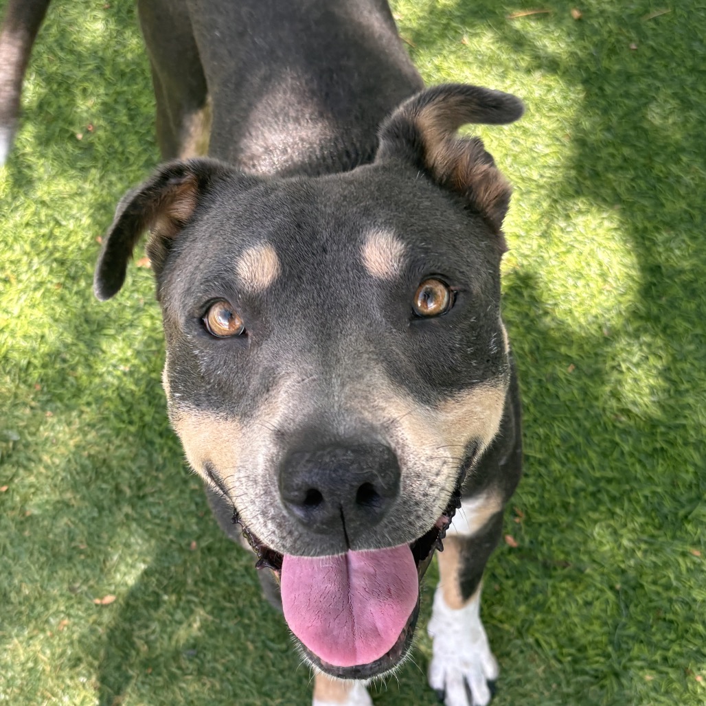 ARCHIE