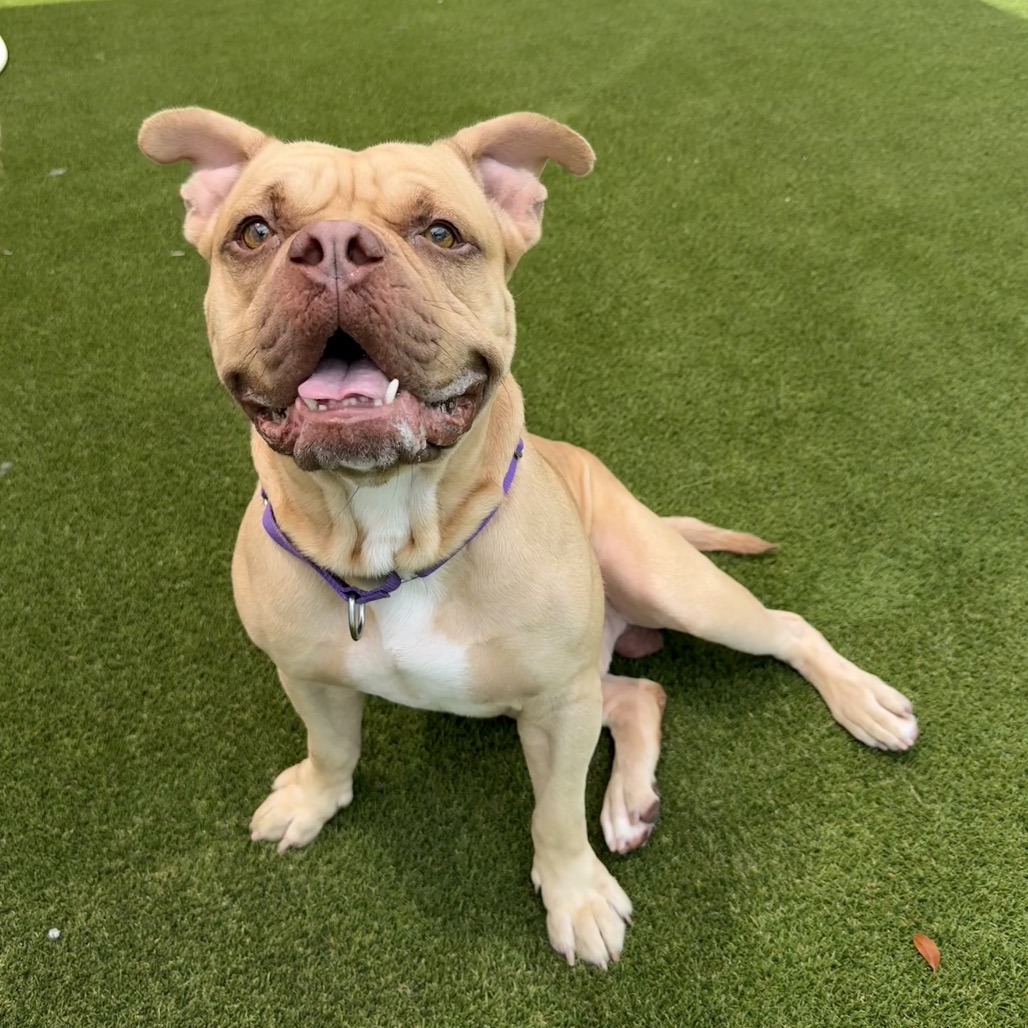 Rufus
