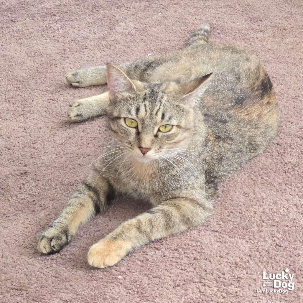 A STREET CAT NAMED DESIRE - Domestic Shorthair available for adoption