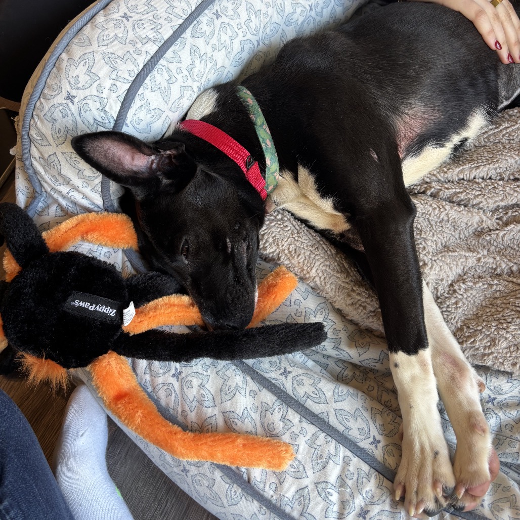 Coconut — thumbnail 2