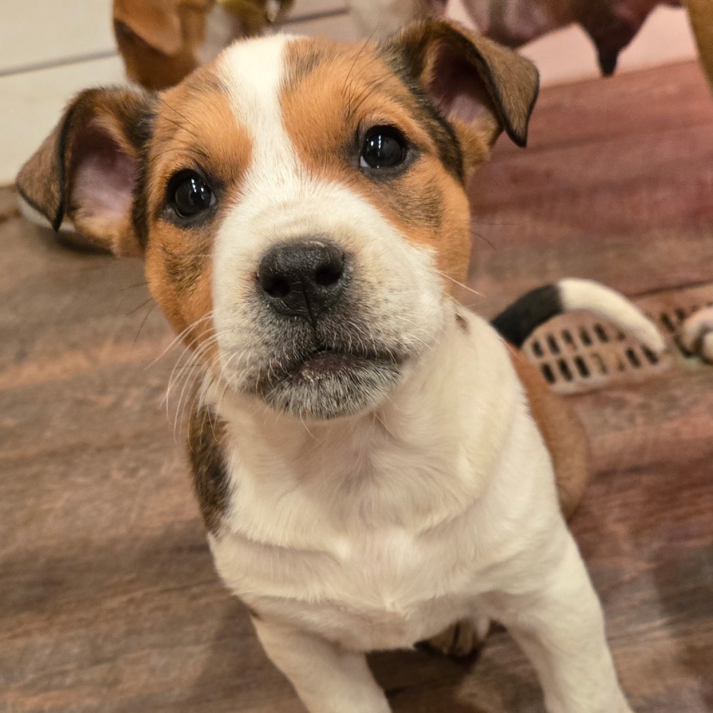 Volunteer — thumbnail 5