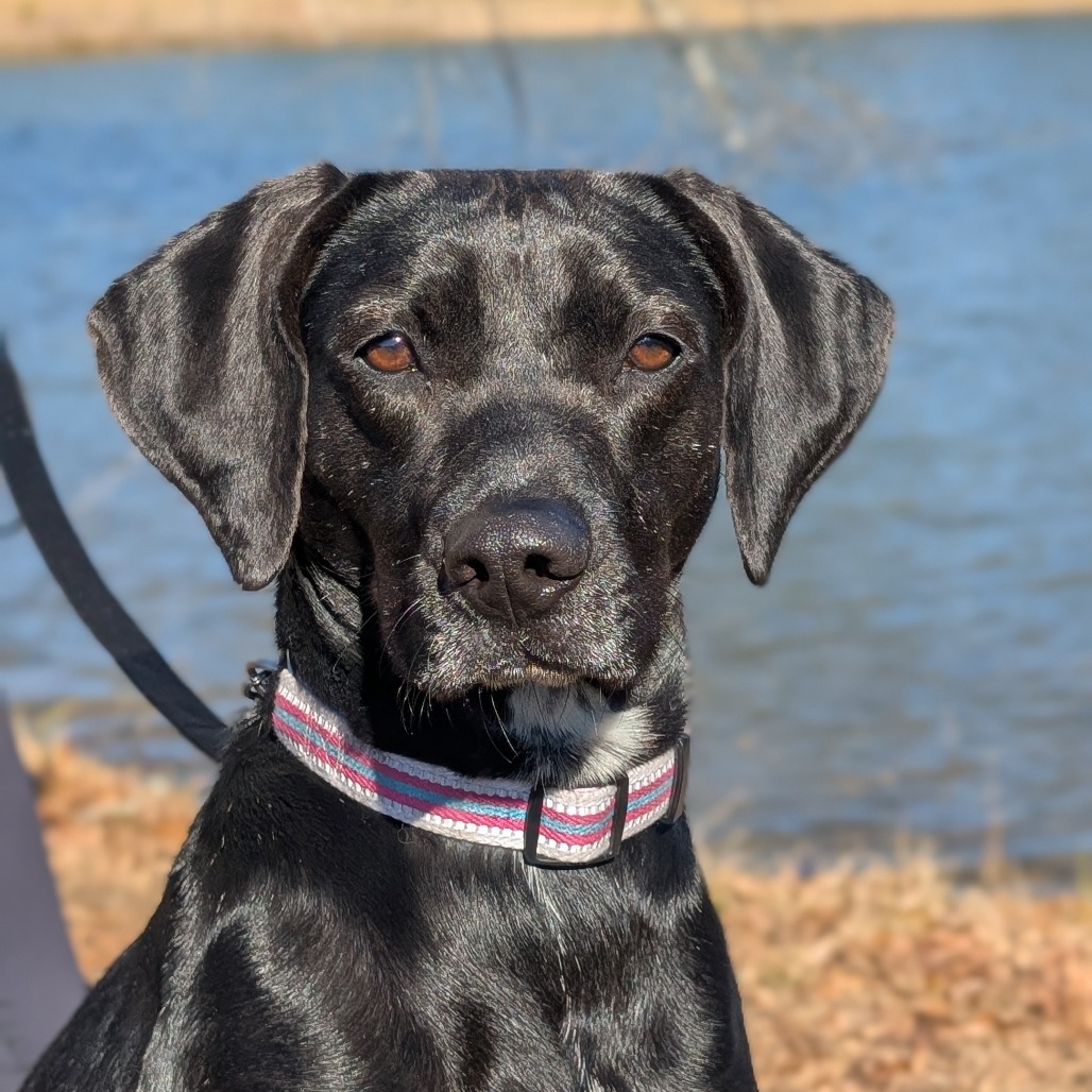 Phoebe 09-1747, photo 12