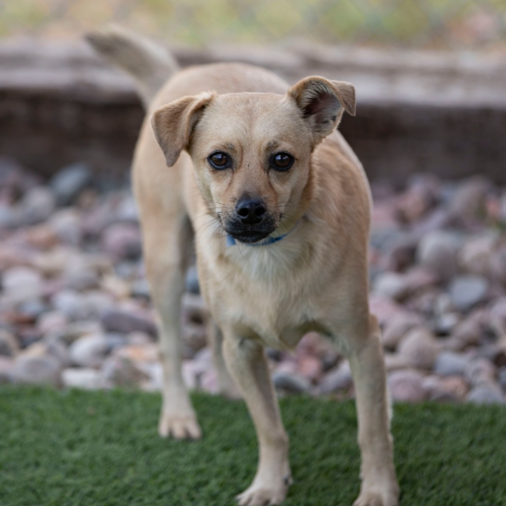 TANNER (AG26-212) - Chihuahua / Mix available for adoption