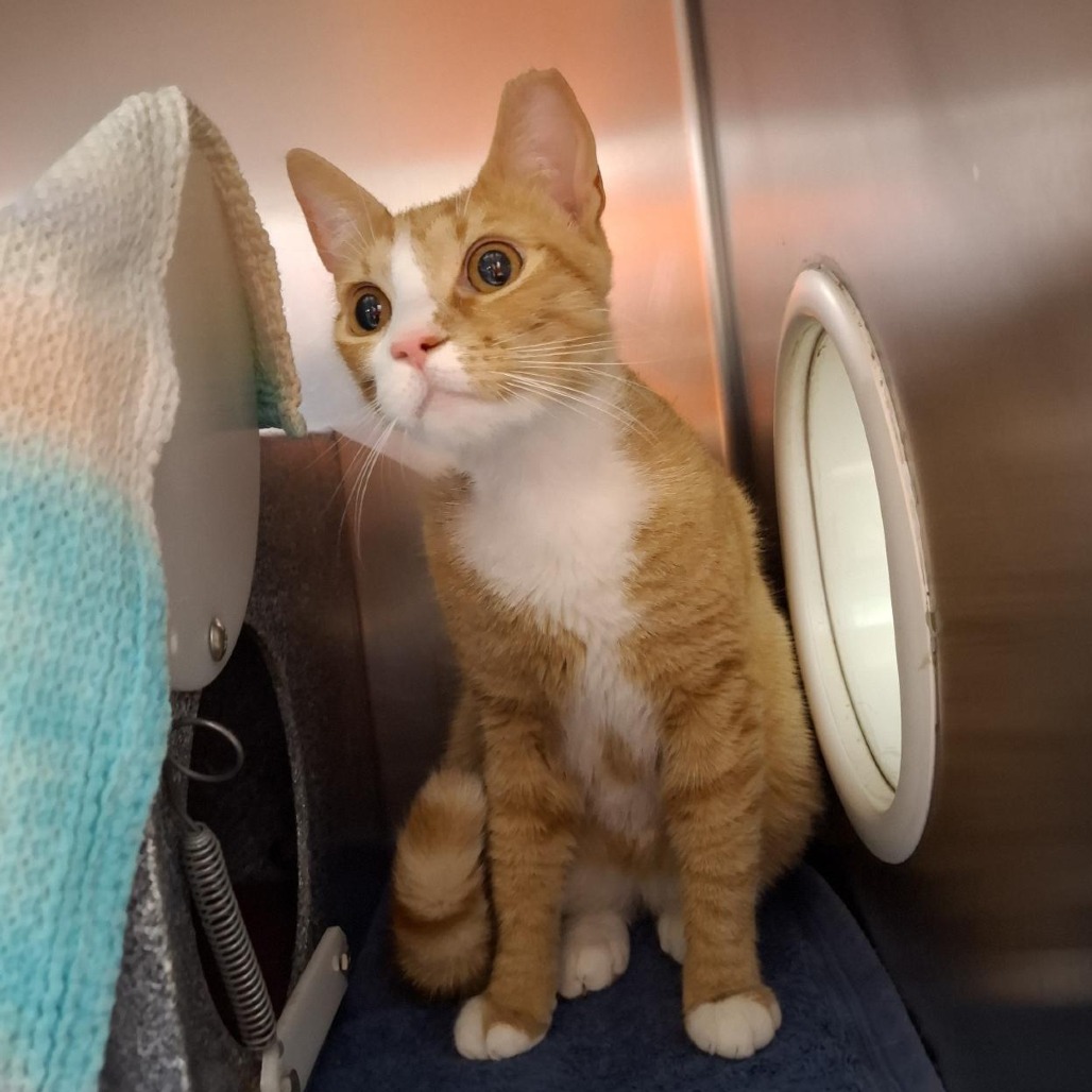 HOAGIE JACK - Domestic Shorthair available for adoption