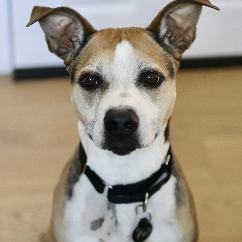Simon, photo 7
