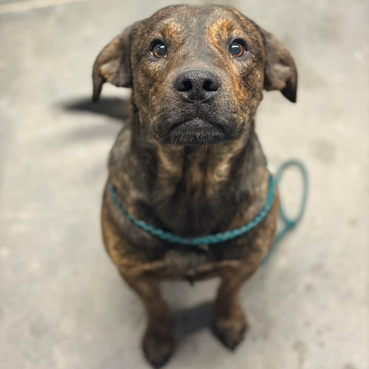 RONALD - Hound / Mix available for adoption