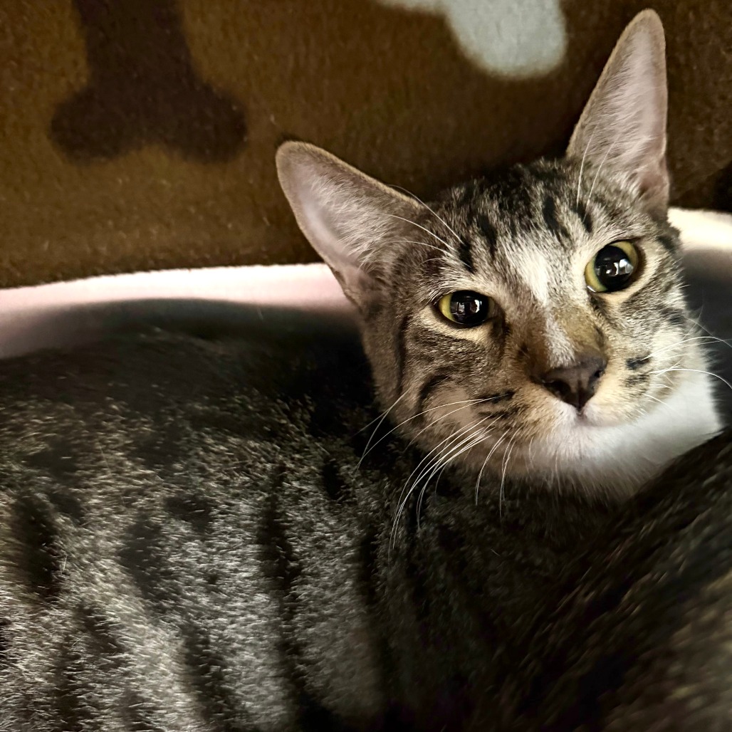 BOBA - Domestic Shorthair available for adoption