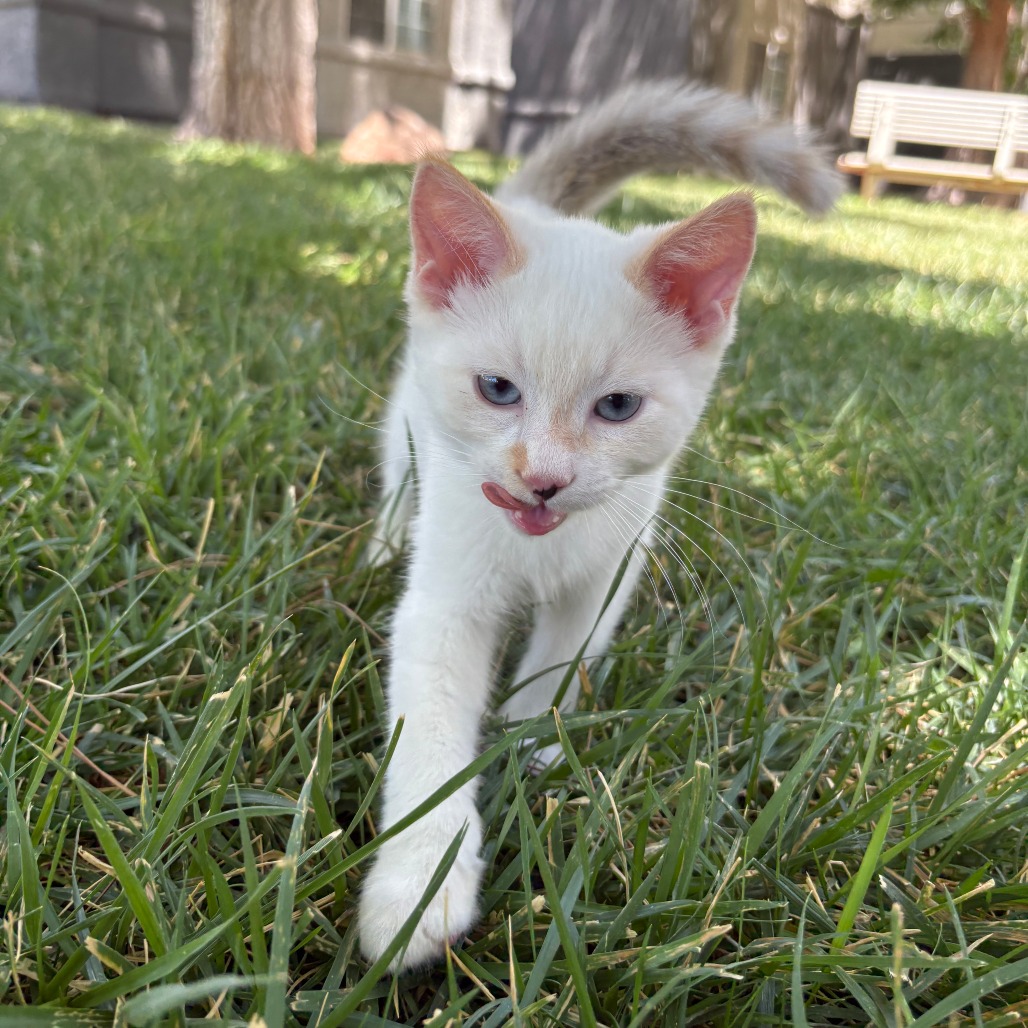 ASPEN - Domestic Shorthair available for adoption