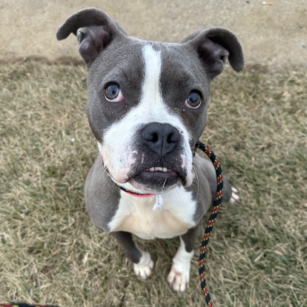 Saint Laurent — thumbnail 5