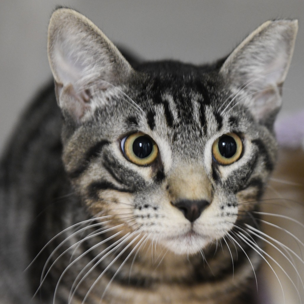 Tommy Lee - Domestic Shorthair