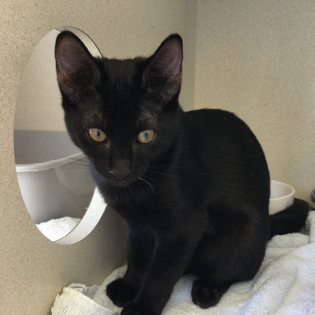 Sugar Bear - Domestic Shorthair
