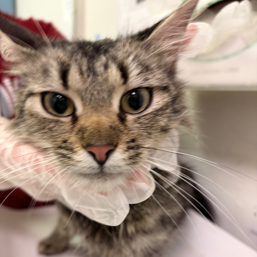 Dandelion — thumbnail 2