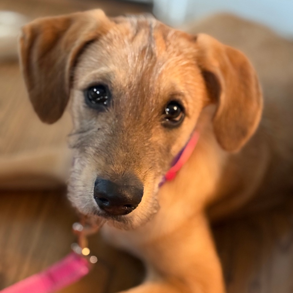 Buffy — thumbnail 2