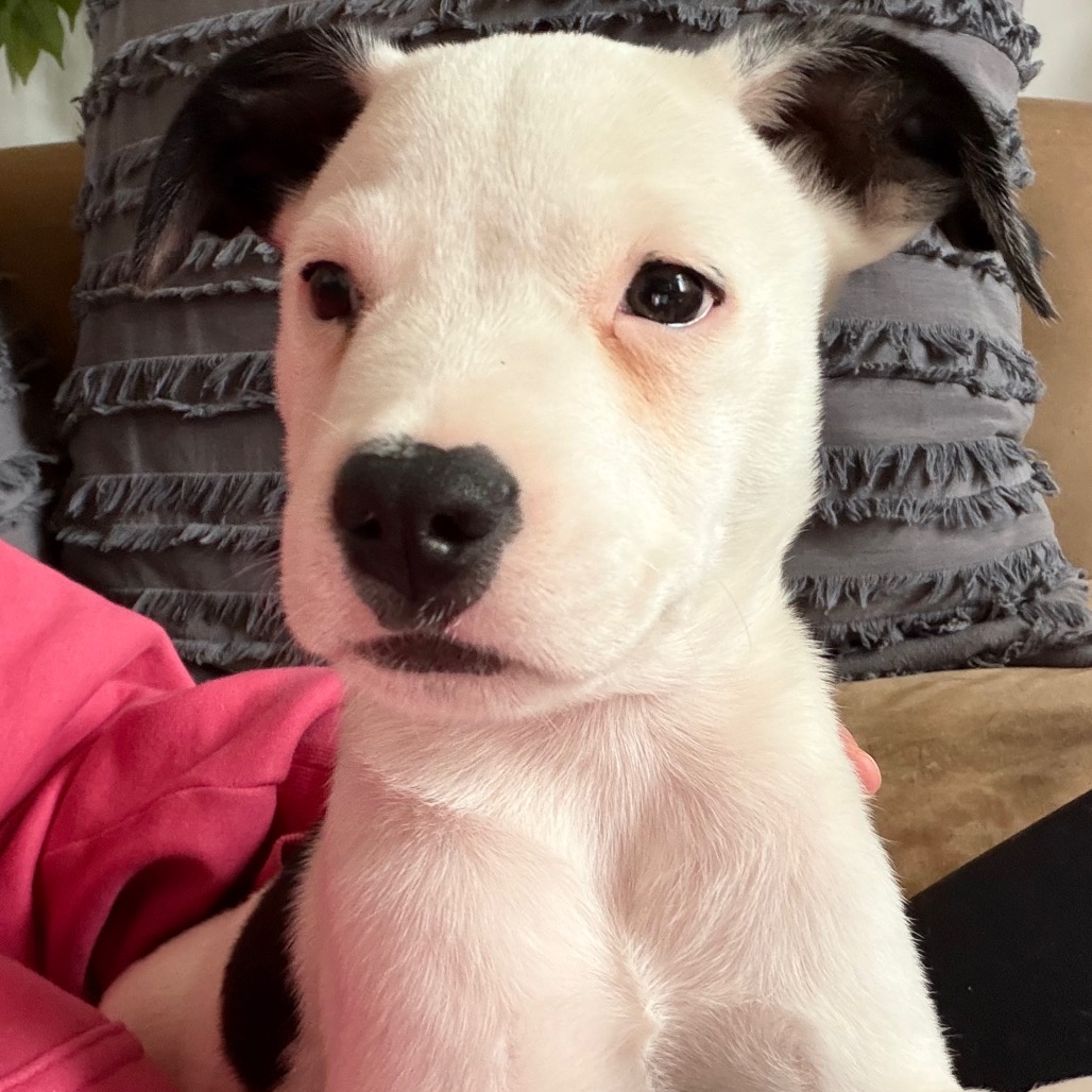 Charlie, photo 6