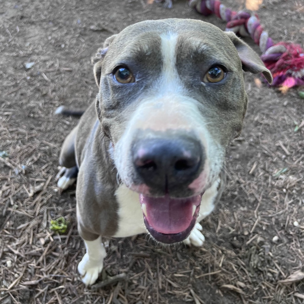 APPA, photo 4