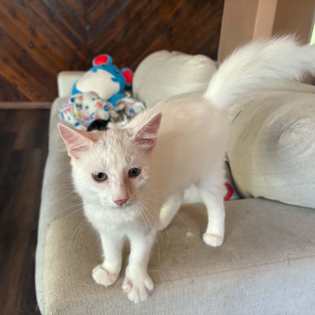 ORVILLE - Domestic Medium Hair available for adoption