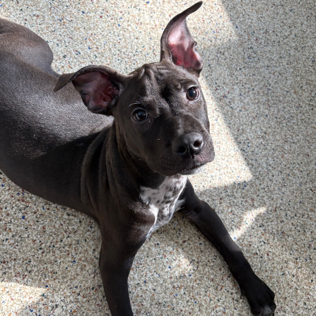 MENTOS GUM - Mixed Breed (Medium) available for adoption