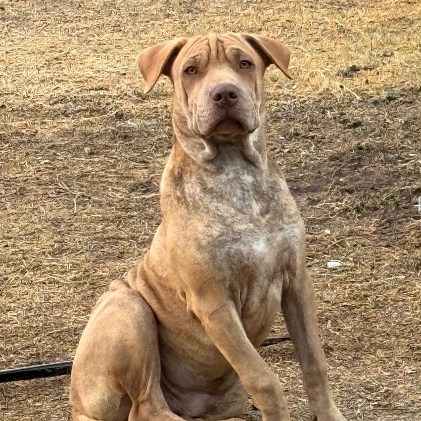 FWT RICKY - Pei / Shar available for adoption