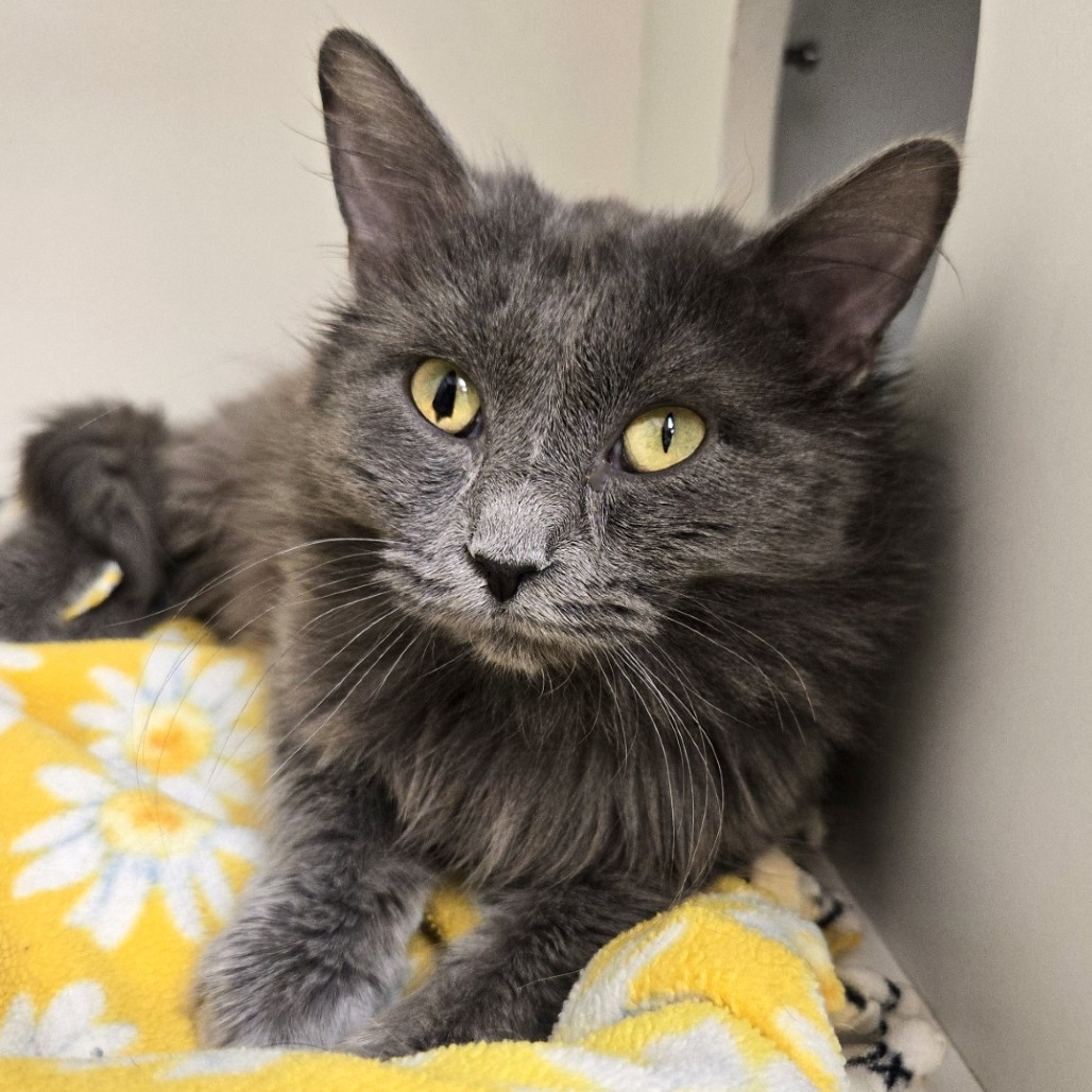 Newton — thumbnail 5