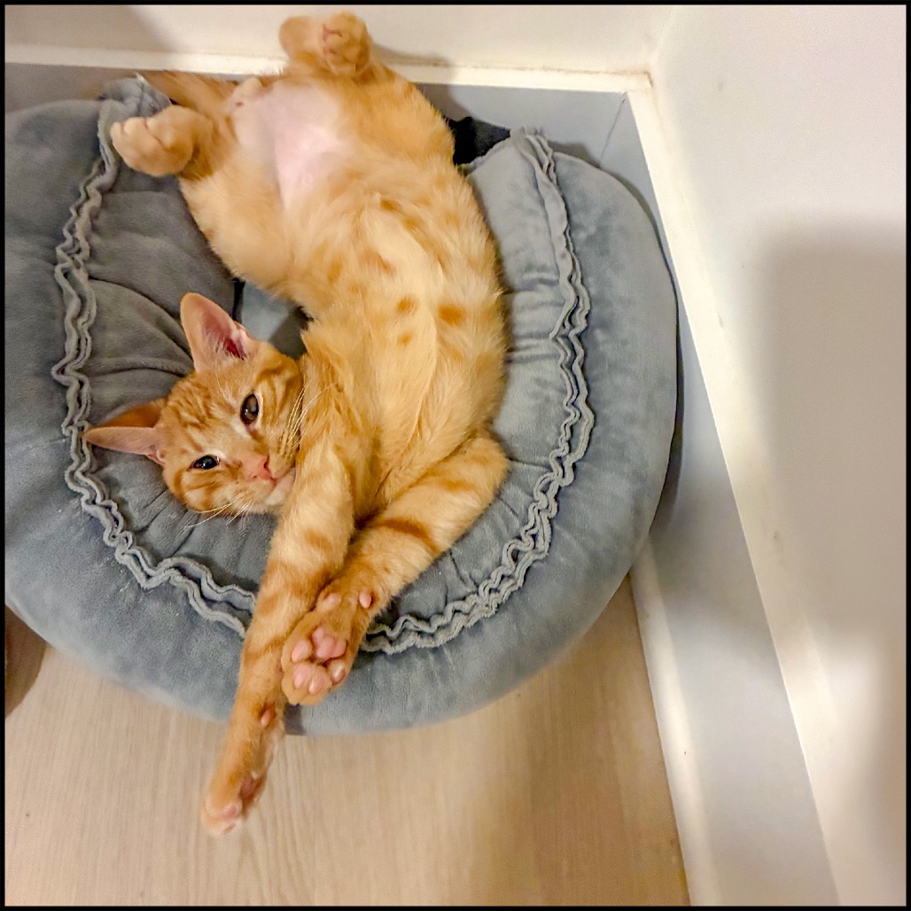 AUDI - Domestic Shorthair for adoption in Roswell