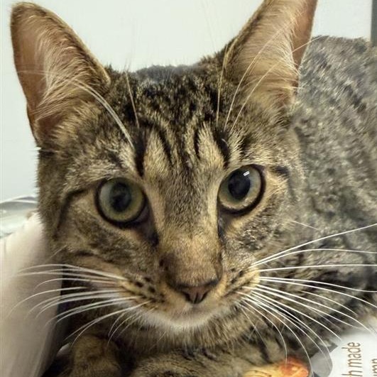 LANEY - Domestic Shorthair for adoption in Jacksonville