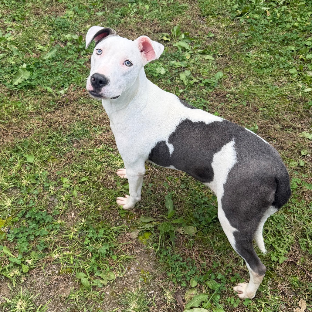 CHOPPER - Mixed Breed (Medium) available for adoption