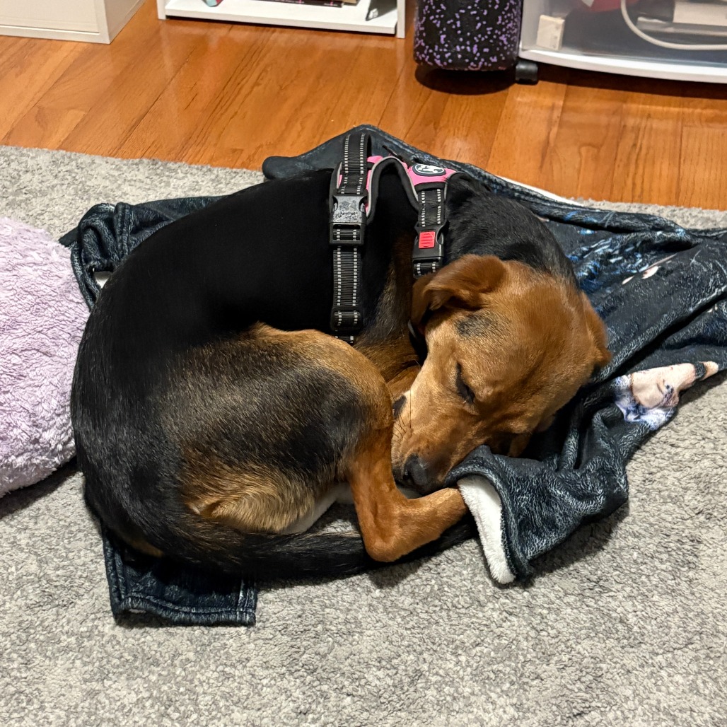 Darla — thumbnail 3