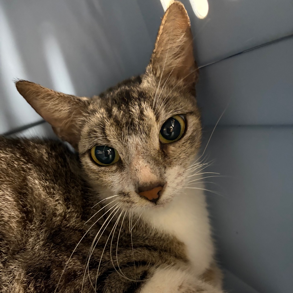 Shanti, an adoptable cat at SPCA-BC