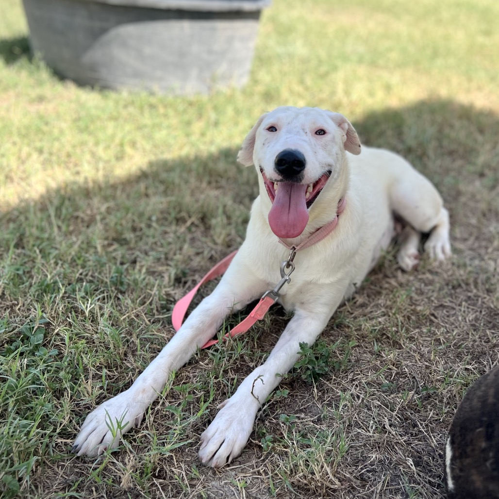 MARISSA - Mixed Breed (Medium) available for adoption