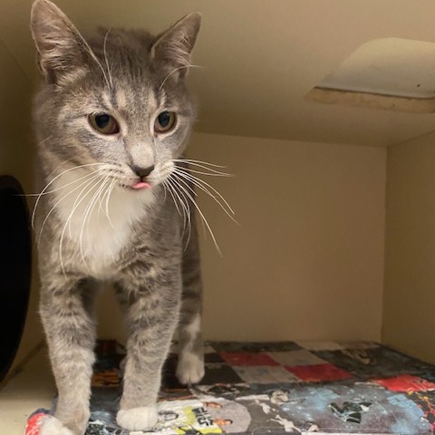 Celaena — thumbnail 3