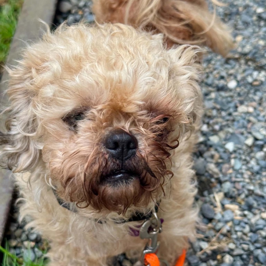 Shih Tzu