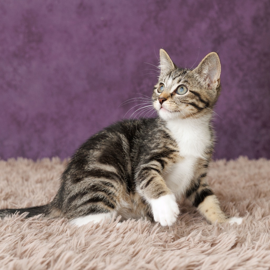 Sam Cat, photo 5