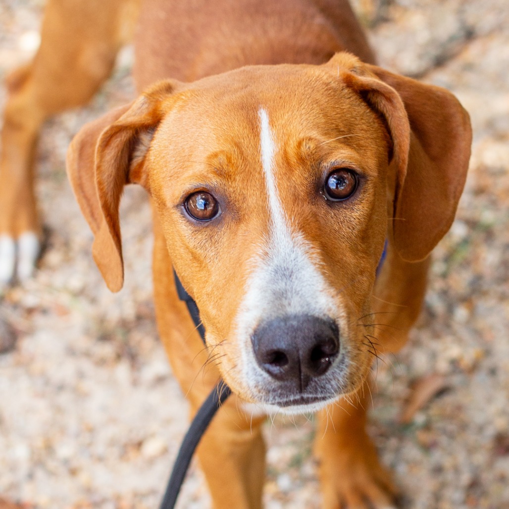 FAT BOY - Foxhound, American / Mix available for adoption