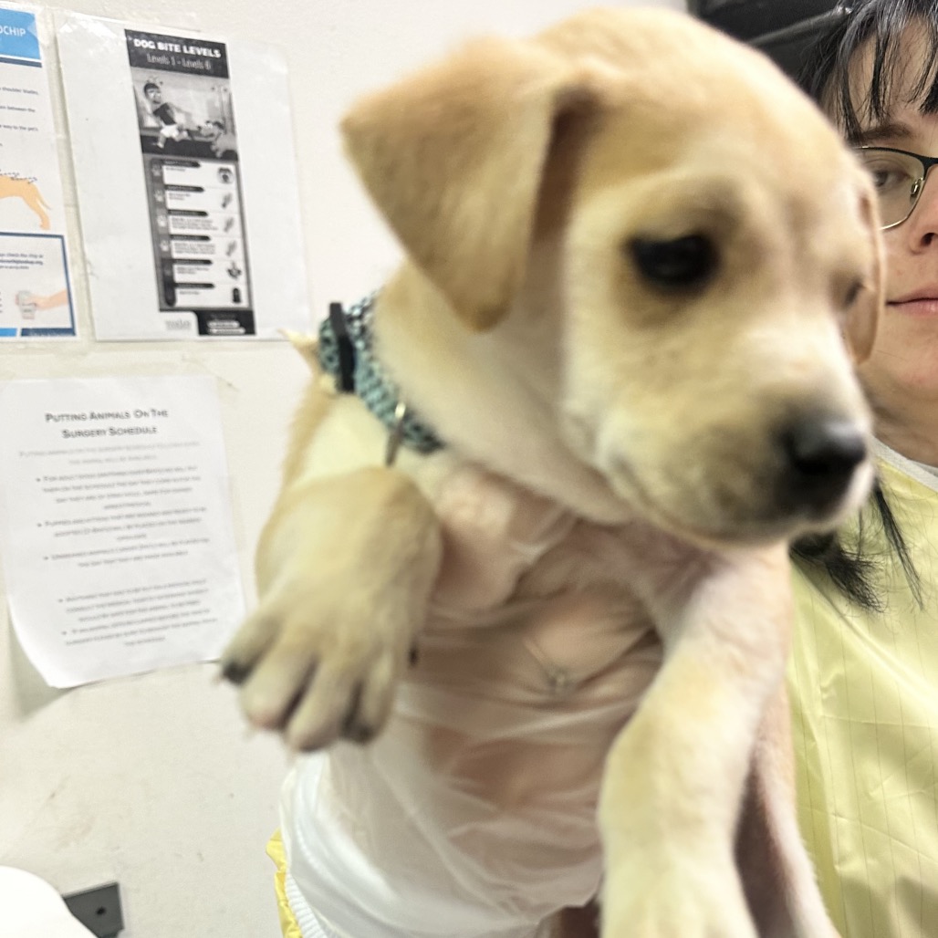 Savage — thumbnail 2