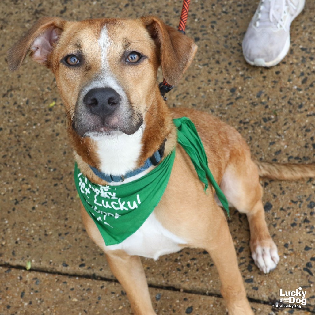SCOOBY - Retriever, Labrador / Mix available for adoption