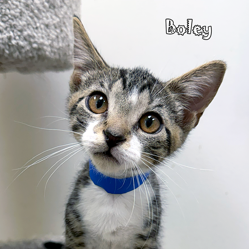 Boley, an adoptable cat
