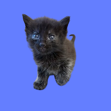 Tusc Stray 81753